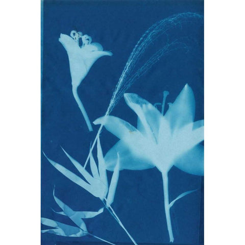 Cyanotype No.19 Gold Ornate Wood Framed Art Print with Double Matting by Guthrie, Jenna