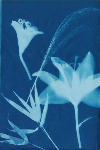Cyanotype No.19 Black Ornate Wood Framed Art Print with Double Matting by Guthrie, Jenna