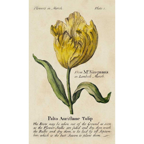 Gardeners Guide II Black Modern Wood Framed Art Print with Double Matting by Unknown