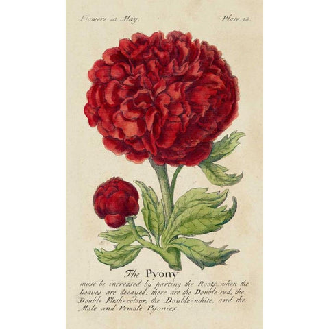 Gardeners Guide III Gold Ornate Wood Framed Art Print with Double Matting by Unknown