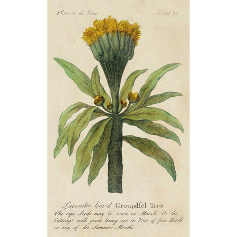 Gardeners Guide IV Gold Ornate Wood Framed Art Print with Double Matting by Unknown