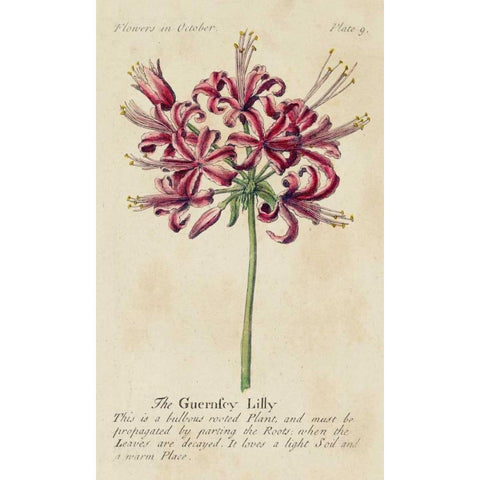 Gardeners Guide VII White Modern Wood Framed Art Print by Unknown