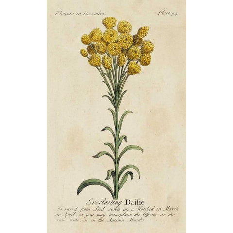 Gardeners Guide VIII Black Modern Wood Framed Art Print with Double Matting by Unknown
