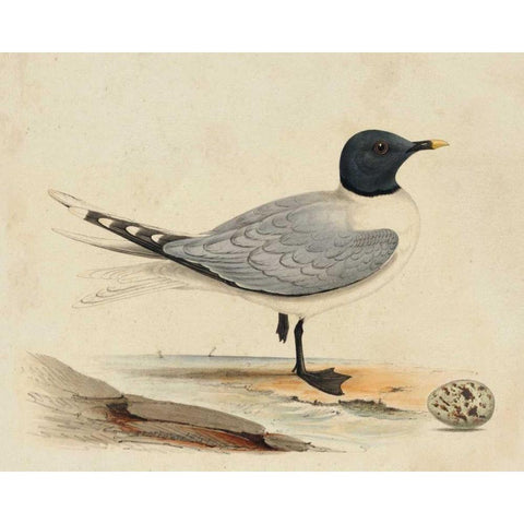 Meyer Shorebirds I White Modern Wood Framed Art Print by Meyer, H.L.