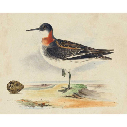 Meyer Shorebirds II Black Modern Wood Framed Art Print by Meyer, H.L.
