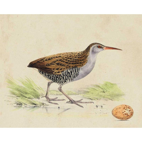 Meyer Shorebirds III Black Modern Wood Framed Art Print with Double Matting by Meyer, H.L.