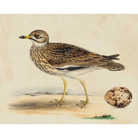 Meyer Shorebirds IV White Modern Wood Framed Art Print by Meyer, H.L.