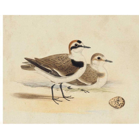 Meyer Shorebirds V Gold Ornate Wood Framed Art Print with Double Matting by Meyer, H.L.