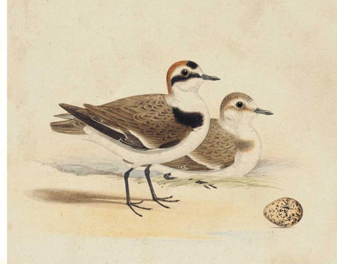 Meyer Shorebirds V Black Ornate Wood Framed Art Print with Double Matting by Meyer, H.L.