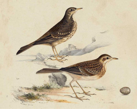 Meyer Shorebirds VI White Modern Wood Framed Art Print with Double Matting by Meyer, H.L.