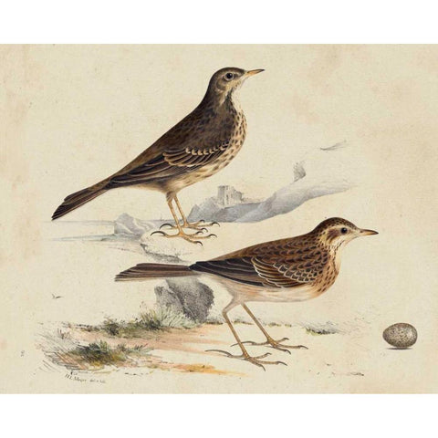 Meyer Shorebirds VI Gold Ornate Wood Framed Art Print with Double Matting by Meyer, H.L.