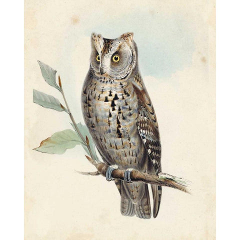 Meyer Scops-Eared Owl White Modern Wood Framed Art Print by Meyer, H.L.