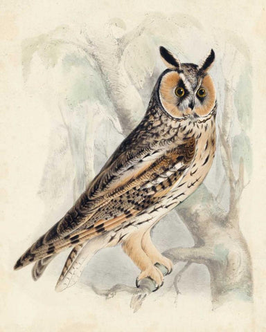 Meyer Long-Eared Owl White Modern Wood Framed Art Print with Double Matting by Meyer, H.L.