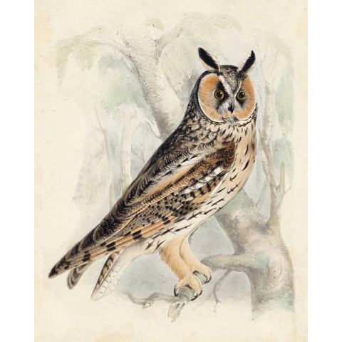 Meyer Long-Eared Owl Black Modern Wood Framed Art Print by Meyer, H.L.