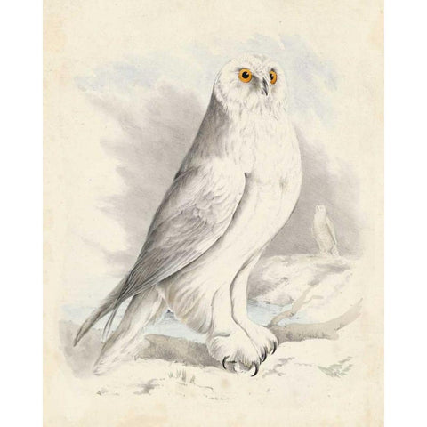 Meyer Snowy Owl White Modern Wood Framed Art Print by Meyer, H.L.