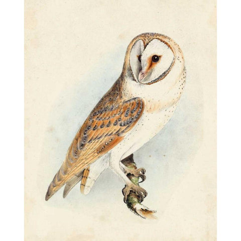 Meyer Barn Owl Black Modern Wood Framed Art Print with Double Matting by Meyer, H.L.