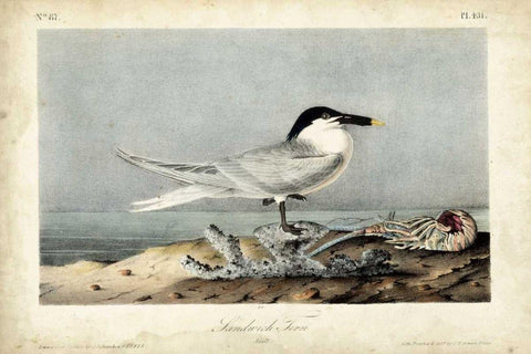 Audubon Sandwich Tern Black Ornate Wood Framed Art Print with Double Matting by Audubon, John James