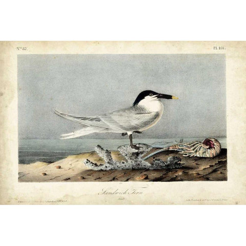 Audubon Sandwich Tern Black Modern Wood Framed Art Print with Double Matting by Audubon, John James