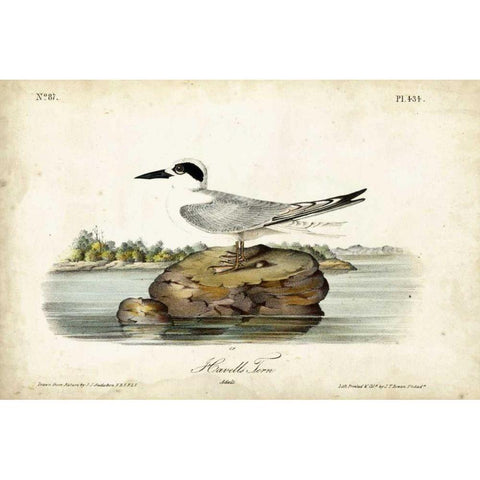 Audubon Havells Tern Gold Ornate Wood Framed Art Print with Double Matting by Audubon, John James