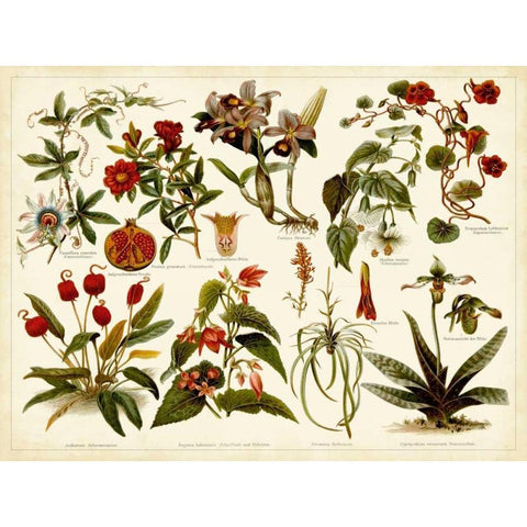 Tropical Botany Chart II White Modern Wood Framed Art Print by Meyers