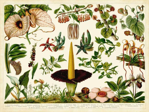 Tropical Botany Chart III Black Ornate Wood Framed Art Print with Double Matting by Meyers