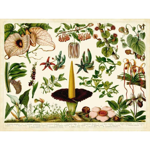 Tropical Botany Chart III Black Modern Wood Framed Art Print with Double Matting by Meyers