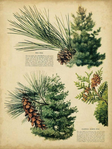 Red Pine and Eastern White Pine Black Ornate Wood Framed Art Print with Double Matting by Unknown