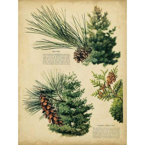 Red Pine and Eastern White Pine Gold Ornate Wood Framed Art Print with Double Matting by Unknown