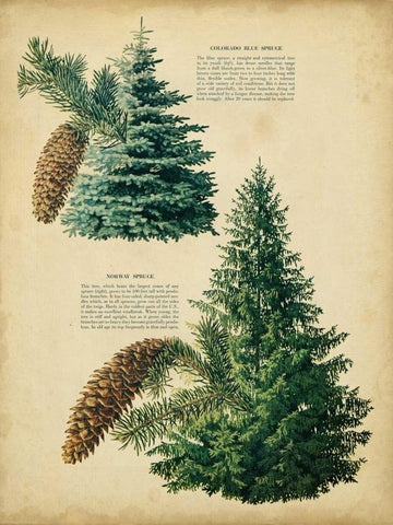 Colorado Blue Spruce and Norway Spruce White Modern Wood Framed Art Print with Double Matting by Unknown