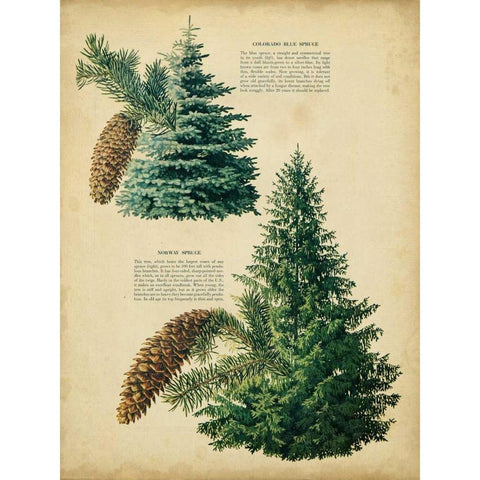 Colorado Blue Spruce and Norway Spruce White Modern Wood Framed Art Print by Unknown