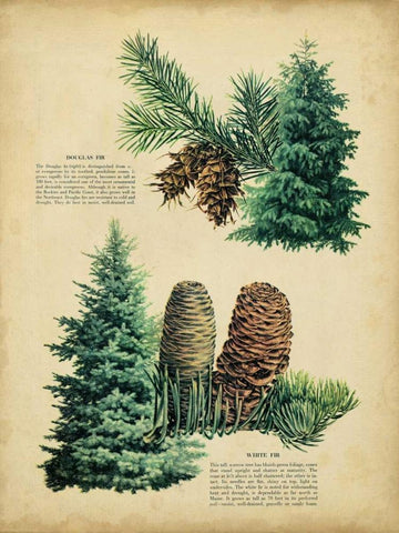 Douglas Fir and White Fir White Modern Wood Framed Art Print with Double Matting by Unknown