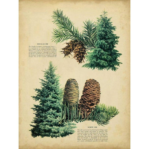 Douglas Fir and White Fir Gold Ornate Wood Framed Art Print with Double Matting by Unknown