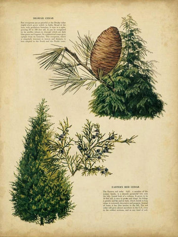 Deodar Cedar and Eastern Red Cedar Black Ornate Wood Framed Art Print with Double Matting by Unknown