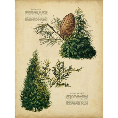 Deodar Cedar and Eastern Red Cedar Black Modern Wood Framed Art Print with Double Matting by Unknown
