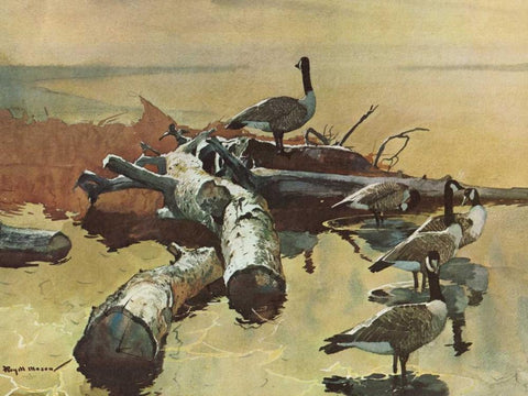 Geese on the Great Flyway Black Ornate Wood Framed Art Print with Double Matting by Mason, Roy M.