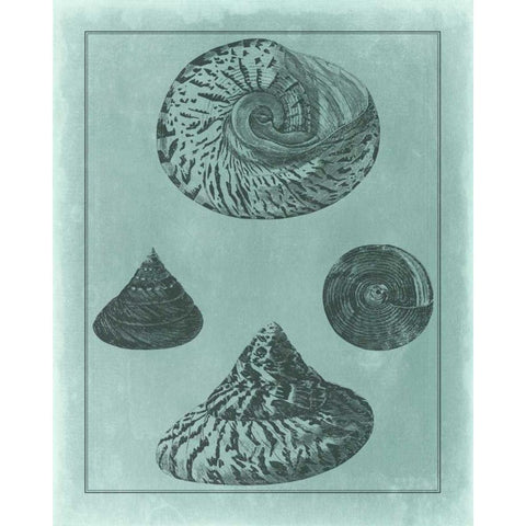 Spa Shell Collection II Gold Ornate Wood Framed Art Print with Double Matting by Vision Studio