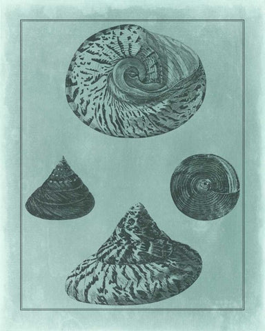 Spa Shell Collection II Black Ornate Wood Framed Art Print with Double Matting by Vision Studio