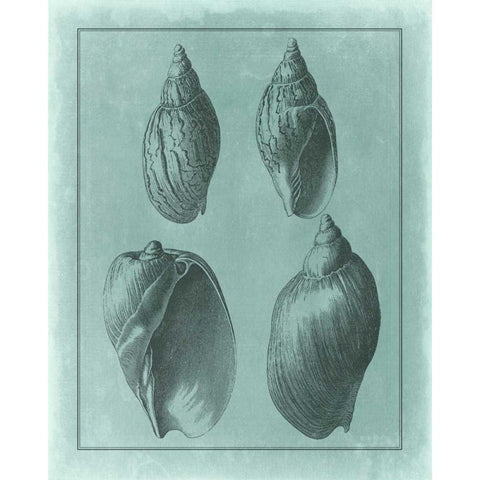 Spa Shell Collection III Black Modern Wood Framed Art Print with Double Matting by Vision Studio