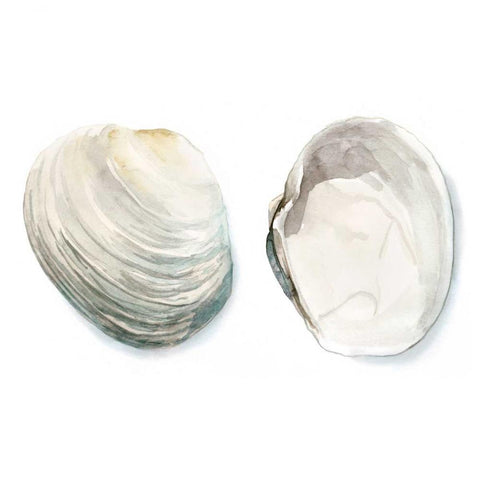 Watercolor Shells II White Modern Wood Framed Art Print with Double Matting by Meagher, Megan