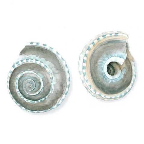 Watercolor Shells IV White Modern Wood Framed Art Print with Double Matting by Meagher, Megan