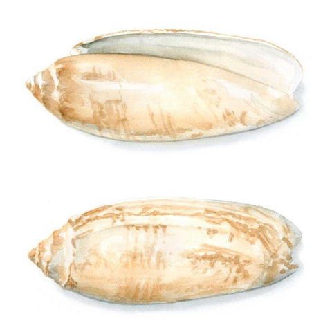 Watercolor Shells V White Modern Wood Framed Art Print with Double Matting by Meagher, Megan