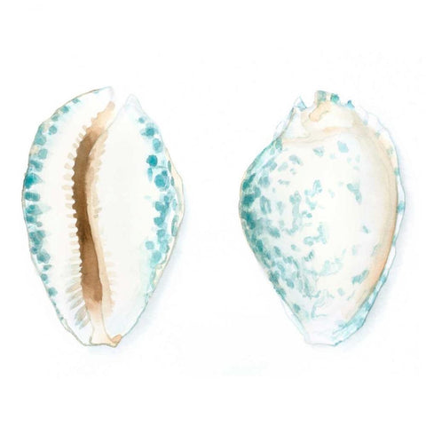 Watercolor Shells VI White Modern Wood Framed Art Print with Double Matting by Meagher, Megan