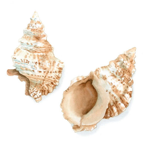 Watercolor Shells VII White Modern Wood Framed Art Print with Double Matting by Meagher, Megan