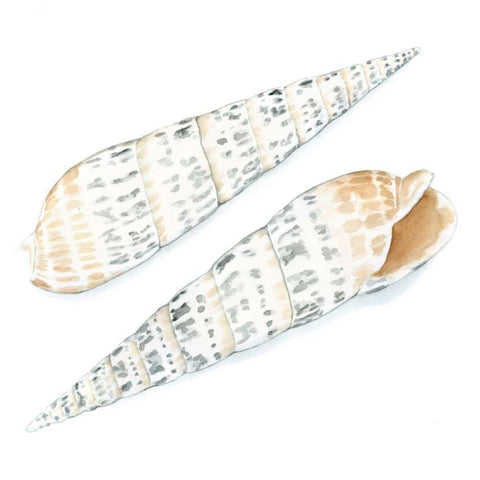 Watercolor Shells IX White Modern Wood Framed Art Print with Double Matting by Meagher, Megan