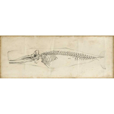 Whale Study II Black Modern Wood Framed Art Print with Double Matting by Harper, Ethan