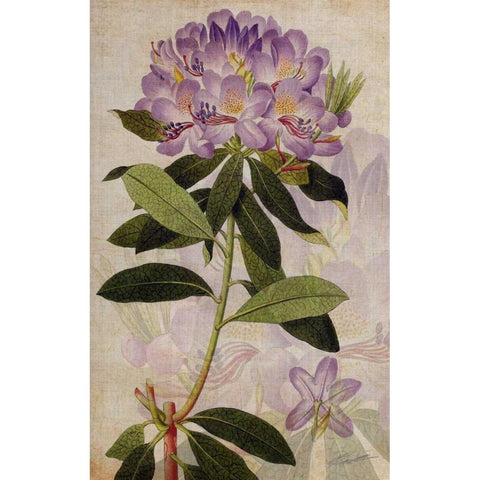 Rhododendron II White Modern Wood Framed Art Print by Butler, John