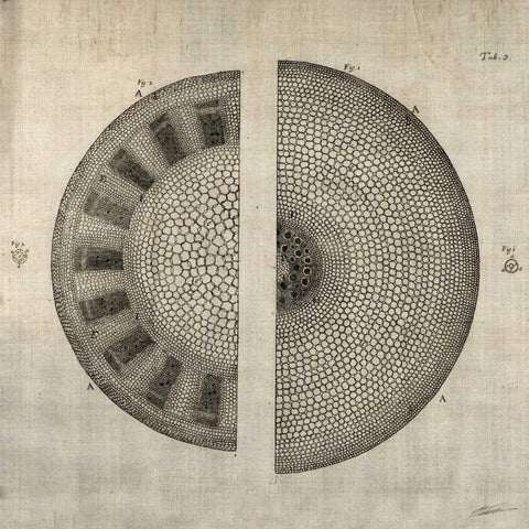 Cross Cut I Gold Ornate Wood Framed Art Print with Double Matting by Butler, John