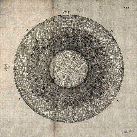 Cross Cut II Gold Ornate Wood Framed Art Print with Double Matting by Butler, John