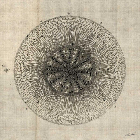 Cross Cut IV White Modern Wood Framed Art Print with Double Matting by Butler, John