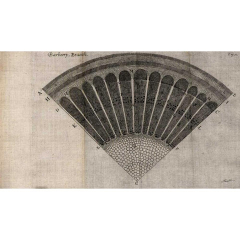 Tree Fan I Gold Ornate Wood Framed Art Print with Double Matting by Butler, John